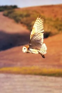 Owl in flight Foto stock
