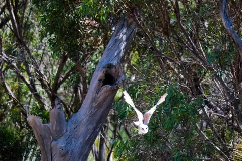 Owl in flight Stock Photos