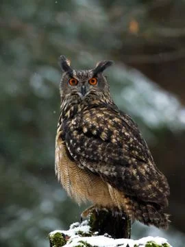 Owl with fluffy feathers in snowfall. Eurasian eagle owl, Bubo bubo. Stock Photos