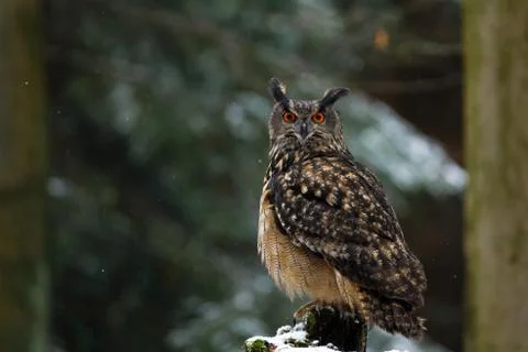 Owl with fluffy feathers in snowfall. Eurasian eagle owl, Bubo bubo, perched Stock Photos