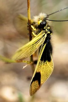 Owl-fly on a grass Stock Photos