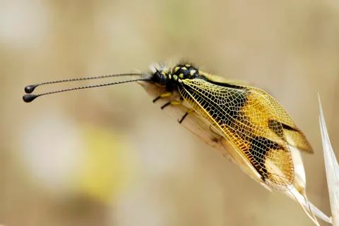 Owl-fly on a grass Stock Photos