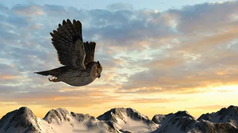 Owl fly over mountains in the sunset Video stock 35392823