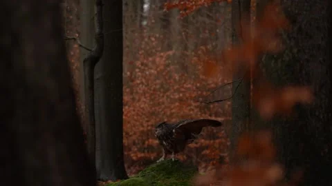 Owl fly, Slow motion autumn forest.Owl with snowfall in the autumn forest. E Vídeos de archivo 220720898