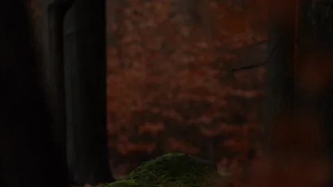 Owl fly, Slow motion autumn forest.Owl with snowfall in the autumn forest. E 库存影片 220720941