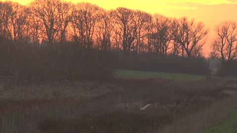 Owl flying in the evening light and sunset hover for prey UK 4K Stock Footage 206818267