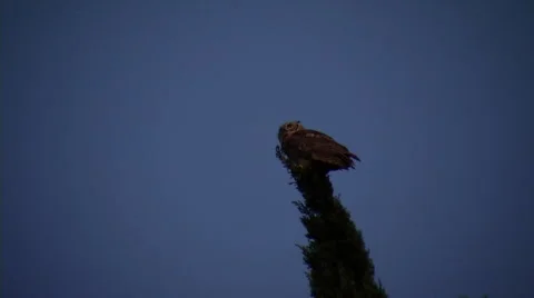 Owl Flys Away Stock Footage 58634551