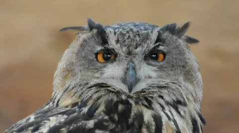 Owl Видео 523706