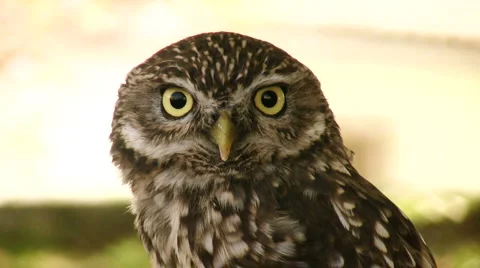Owl Stock Footage