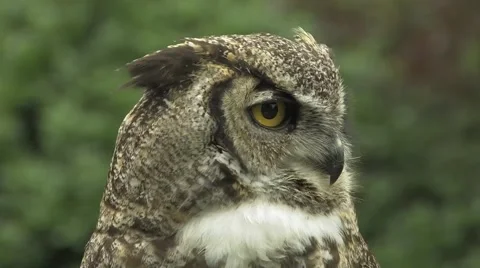 Owl Stock Footage 922273