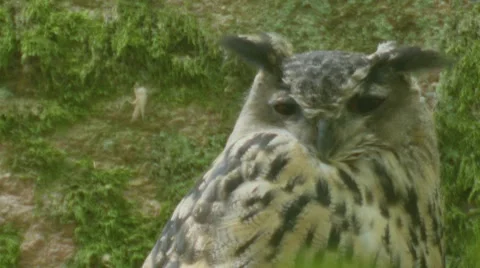 Owl Stock Footage