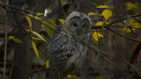 Owl Vídeos de archivo 8906860