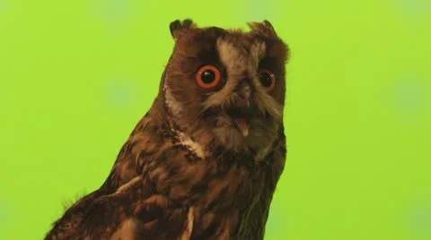 Owl Video stock 11144421