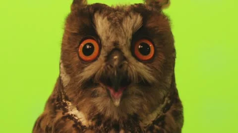 Owl Video stock 11144425