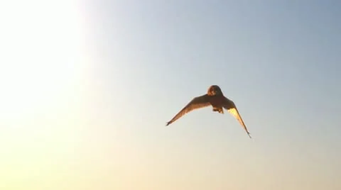 Owl Video stock 12581207