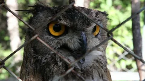 Owl Stock Footage 21878947