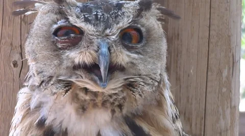 Owl Stock Footage 27387853