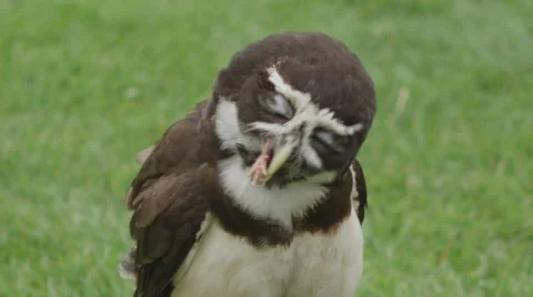 Owl Vídeo Stock 32935038