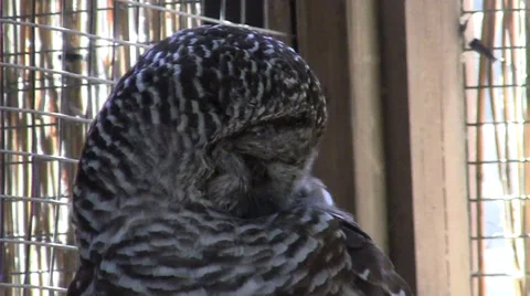 Owl 動画素材 33323121