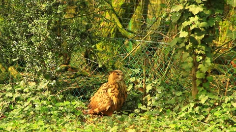 Owl Stock-Footage 36104677
