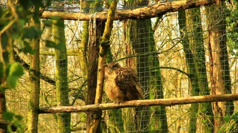 Owl Stock Footage 36104826