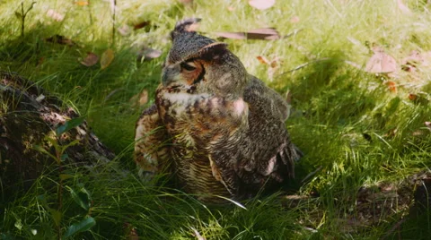 Owl Stock Footage 45281380