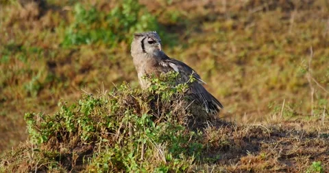 Owl Stock Footage 60381765