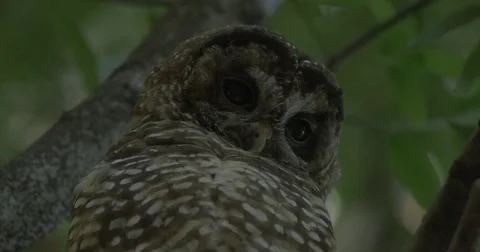 Owl Stock Footage 78099495