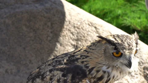 Owl 스톡 동영상 117820398