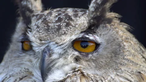 Owl Stock Footage 117820601