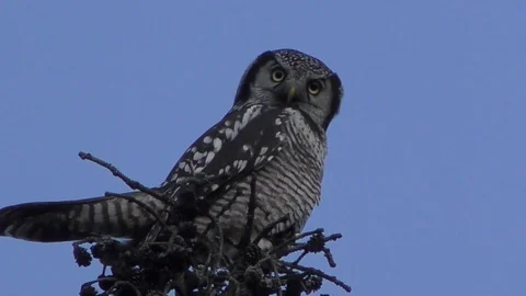 An Owl Stock Footage 121067759