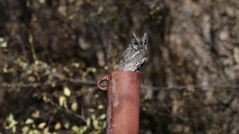 Owl Stock Footage 123452973
