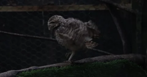 Owl Stock Footage 260346819