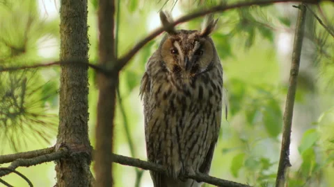 Owl Vídeos de archivo 311076769