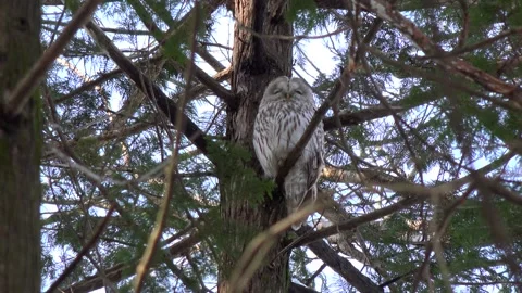 Owl Stock-Footage 332446592
