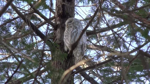 Owl Stock-Footage 332446600