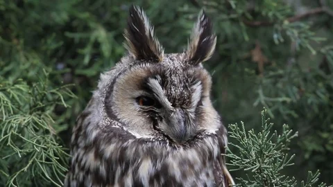 Owl in the forest in Hungary Stock Footage 71657824