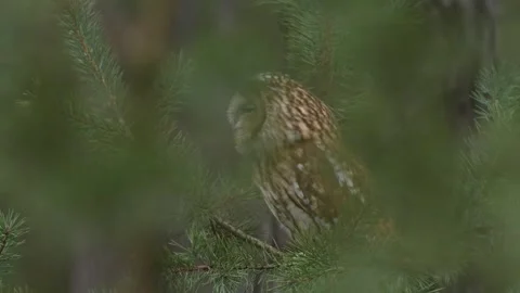 Owl in the forest. Long-eared Owl sitting on the branch in the fallen oak forest Stock Footage 271534829