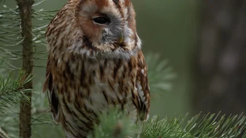 Owl in the forest. Long-eared Owl sitting on the branch in the fallen oak forest 库存影片 271536337