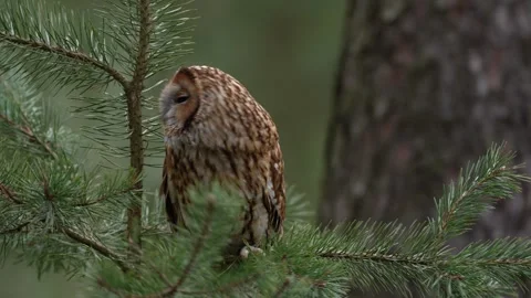 Owl in the forest. Long-eared Owl sitting on the branch in the fallen oak forest Video stock 271537620
