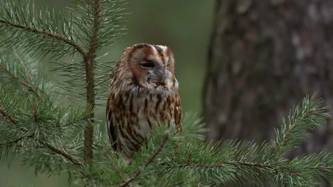 Owl in the forest. Long-eared Owl sitting on the branch in the fallen oak forest 库存影片 271537696