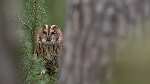 Owl in the forest. Long-eared Owl sitting on the branch in the fallen oak forest Video stock 271538388