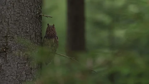 Owl in the forest. Long-eared Owl sitting on the branch in the fallen oak forest Видео 271541157