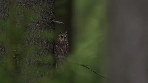 Owl in the forest. Long-eared Owl sitting on the branch in the fallen oak forest Vídeo Stock 271541749