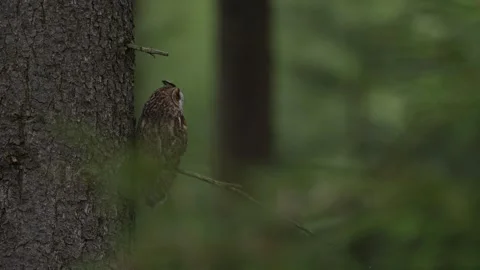 Owl in the forest. Long-eared Owl sitting on the branch in the fallen oak forest Vídeo Stock 271541751