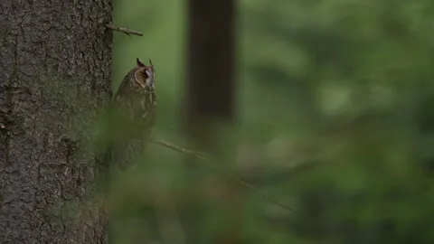 Owl in the forest. Long-eared Owl sitting on the branch in the fallen oak forest Vídeo Stock 271542446