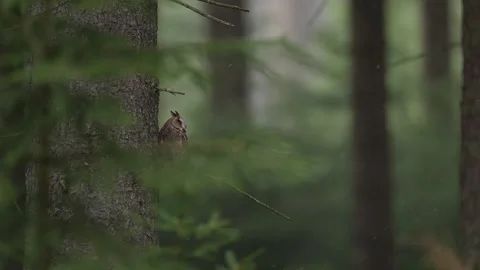Owl in the forest. Long-eared Owl sitting on the branch in the fallen oak forest Vídeo Stock 271544745