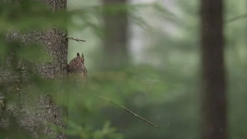 Owl in the forest. Long-eared Owl sitting on the branch in the fallen oak forest Vídeo Stock 271545181