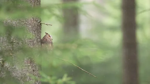 Owl in the forest. Long-eared Owl sitting on the branch in the fallen oak forest 库存影片 271545805
