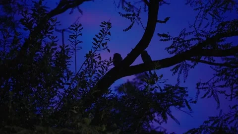 Owl at forest on tree in windy weather at night with dramatic blue sky - Stock Footage 160788784